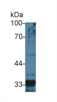 Western Blot: GDF-8/Myostatin Antibody (A11) [NBP3-41482] - Sample: Human Liver lysate; Primary Ab: 2ug/ml NBP3-41482; Second Ab: 0.2ug/mL HRP-Linked Caprine Anti-Mouse IgG Polyclonal Antibody