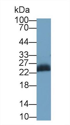 Western Blot: JAM-A Antibody (C11) [NBP3-41483] - Sample: Human Lymphocyte lysate Primary Ab: 2ug/ml NBP3-41483; Second Ab: 0.2ug/mL HRP-Linked Caprine Anti-Mouse IgG Polyclonal Antibody