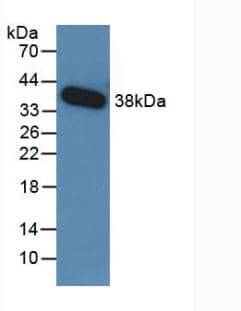 Western Blot: TGF-beta 3 Antibody (C5) [NBP3-41488] - Sample: Recombinant TGF-beta 3, Human.