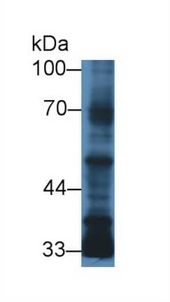 Western Blot: TGF-beta 3 Antibody (C5) [NBP3-41488] - Sample: Human MCF7 cell lysate; Primary Ab: 3ug/ml NBP3-41488; Second Ab: 0.2ug/mL HRP-Linked Caprine Anti-Mouse IgG Polyclonal Antibody