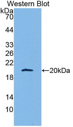 Western Blot: Apolipoprotein A5 Antibody (C11) [NBP3-41491] - Sample: Recombinant protein.