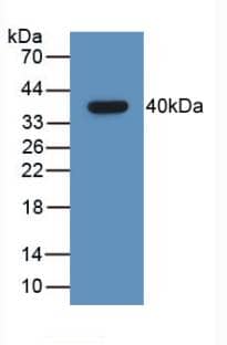 Western Blot: GHRH Antibody (C2) [NBP3-41494] - Sample: Recombinant GHRH, Human.