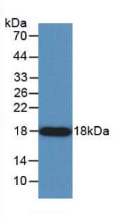 Western Blot: Angiogenin Antibody (C9) [NBP3-41495] - Sample: Recombinant Angiogenin, Human.