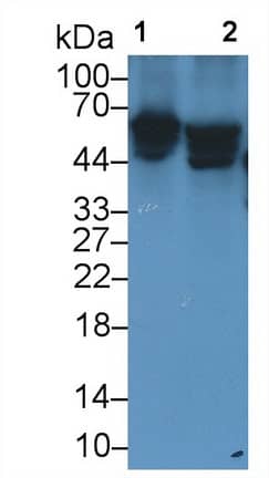 Western Blot Reduced Folate Carrier/SLC19A1 Antibody (C2)