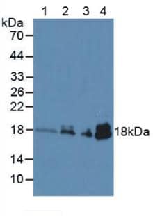 Western Blot: Troponin C (cardiac) Antibody (C5) [NBP3-41504] - Sample: Lane1: Human Lung Tissue; Lane2: Porcine Heart Tissue; Lane3: Porcine Skeletal Muscle Tissue; Lane4: Mouse Heart Tissue.