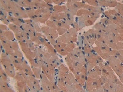 Immunohistochemistry-Paraffin PMCA2 Antibody