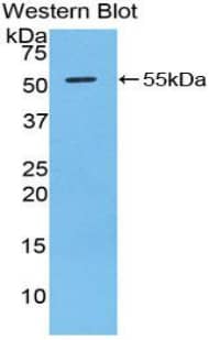 Western Blot: Granzyme D Antibody [NBP3-41514] - Sample: Recombinant protein.