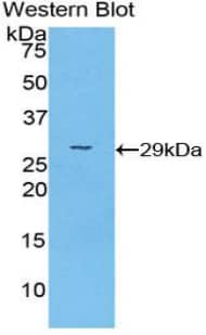 Western Blot: PRKAG2 Antibody [NBP3-41515] - Sample: Recombinant protein.