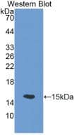 Western Blot SLC30A5 Antibody