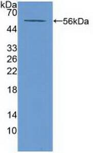 Western Blot ABCA13 Antibody - BSA Free