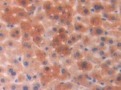 Immunohistochemistry-Paraffin PGPase Antibody - BSA Free