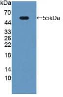 Western Blot PGPase Antibody - BSA Free