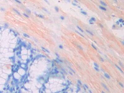 Immunohistochemistry-Paraffin PGPase Antibody - BSA Free