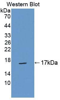 Western Blot TNP2 Antibody