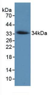 Western Blot: Collagen VII Antibody (C7) [NBP3-41529] - Sample: Recombinant Collagen VII, Human.