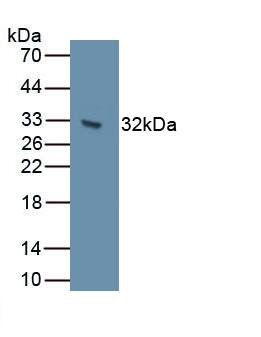 Western Blot: Cadherin-7 Antibody [NBP3-41532] - Recombinant Human Cadherin-7
