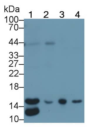 Western Blot: RBX1 Antibody (C10) [NBP3-41535] - Sample: Lane1: Rat Liver lysate; Lane2: Rat Skin lysate; Lane3: Hela cell lysate; Lane4: A549 cell lysate Primary Ab: 2ug/ml NBP3-41535; Second Ab: 0.2ug/mL HRP-Linked Caprine Anti-Mouse IgG Polyclonal Antibody