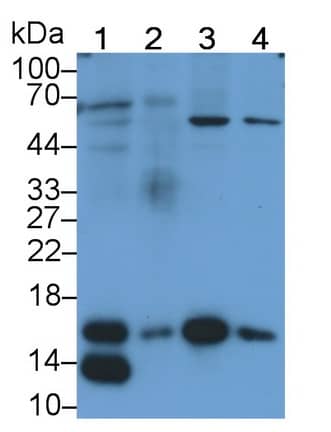 Western Blot: RBX1 Antibody (C8) [NBP3-41536] - Sample: Lane1: Rat Liver lysate; Lane2: Rat Skin lysate; Lane3: Hela cell lysate; Lane4: A549 cell lysate Primary Ab: 2ug/ml NBP3-41536; Second Ab: 0.2ug/mL HRP-Linked Caprine Anti-Mouse IgG Polyclonal Antibody