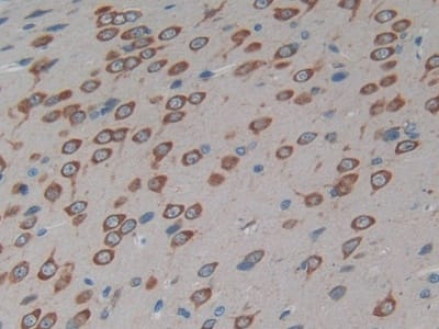 Immunohistochemistry-Paraffin Connexin 40/GJA5 Antibody