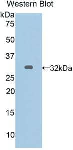 Western Blot Connexin 40/GJA5 Antibody