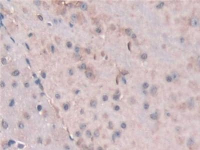 Immunohistochemistry-Paraffin: SNX18 Antibody [NBP3-41544] - DAB staining on fromalin fixed paraffin-embedded Kidney tissue