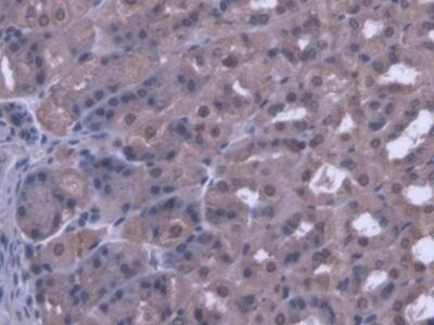 Immunohistochemistry-Paraffin: PANK1 Antibody [NBP3-41545] - DAB staining on IHC-P; Samples: Mouse Stomach Tissue; Primary Ab: 20ug/ml NBP3-41545