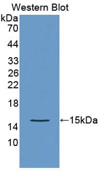 Western Blot: Otoraplin/OTOR Antibody [NBP3-41546] - Sample: Recombinant protein.