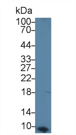 Western Blot: Apolipoprotein C1 Antibody (C1) [NBP3-41556] - Sample: Human Placenta lysate; Primary Ab: 3ug/ml NBP3-41556; Second Ab: 0.2ug/mL HRP-Linked Caprine Anti-Mouse IgG Polyclonal Antibody