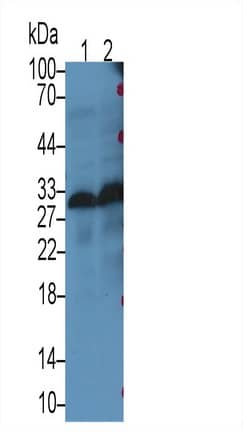 Western Blot: MOG Antibody (C2) [NBP3-41557] - Sample: Lane1: Rat Cerebrum lysate; Lane2: Rat Cerebellum lysate Primary Ab: 2ug/ml NBP3-41557; Second Ab: 0.2ug/mL HRP-Linked Caprine Anti-Mouse IgG Polyclonal Antibody