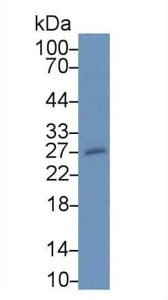 Western Blot: MOG Antibody (D2) [NBP3-41558] - Sample: Rat Cerebrum lysate Primary Ab: 2ug/ml NBP3-41558; Second Ab: 0.2ug/mL HRP-Linked Caprine Anti-Mouse IgG Polyclonal Antibody