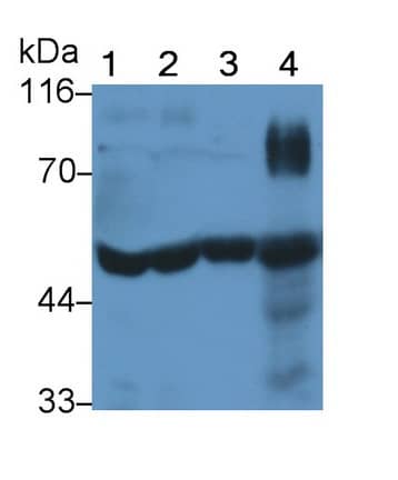 Western Blot: t-Plasminogen Activator/tPA Antibody (K12) [NBP3-41559] - Lane 1: Human Serum; Lane 2: Human Plasma; Lane 3: Porcine Serum; Lane 4: Rat Mammary gland lysate; Primary Ab: 4ug/ml NBP3-41559; Second Ab: 0.2ug/mL HRP-conjugated Goat Anti-Mouse IgG Polyclonal Antibody