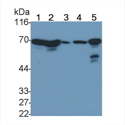 Western Blot: HspA1L Antibody (C3) [NBP3-41562] - Sample: Lane1: Hela cell lysate; Lane2: HepG2 cell lysate; Lane3: Human Saliva; Lane4: Porcine Cerebrum lysate; Lane5: Rat Testis lysate Primary Ab: 0.02ug/ml NBP3-41562; Second Ab: 0.2ug/mL HRP-Linked Caprine Anti-Mouse IgG Polyclonal Antibody