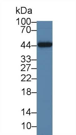 Western Blot: IL-19 Antibody (C9) [NBP3-41563] - Sample: Rat Liver lysate; Primary Ab: 3ug/ml NBP3-41563; Second Ab: 0.2ug/mL HRP-Linked Caprine Anti-Mouse IgG Polyclonal Antibody