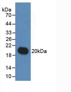 Western Blot: IL-19 Antibody (C9) [NBP3-41563] - Sample: Recombinant IL-19, Human.