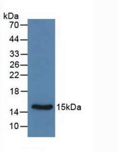 Western Blot: Calcitonin Antibody (C4) [NBP3-41571] - Sample: Recombinant Calcitonin, Rat.