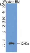 Western Blot: CCL24/Eotaxin-2/MPIF-2 Antibody (3#) [NBP3-41572] - Sample: Recombinant CCL24/Eotaxin-2/MPIF-2, Rat.