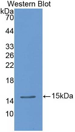 Western Blot: TFF2 Antibody (1-2#) [NBP3-41573] - Sample: Recombinant TFF2, Rat.