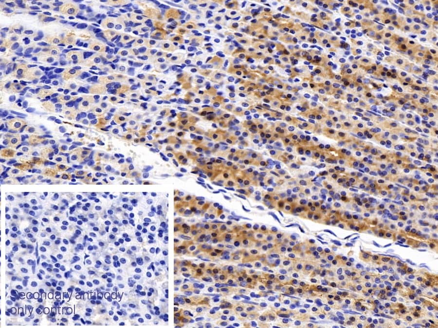 Immunohistochemistry-Paraffin: TFF2 Antibody (1-2#) [NBP3-41573] - DAB staining on IHC-P; Sample: Rat Stomach Tissue; Primary Ab: 30ug/ml NBP3-41573; Second Ab: 2ug/mL HRP-Linked Caprine Anti-Mouse IgG Polyclonal Antibody