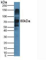 Western Blot: Lactoperoxidase Antibody (15#) [NBP3-41574] - Sample: Rat Salivary Gland.