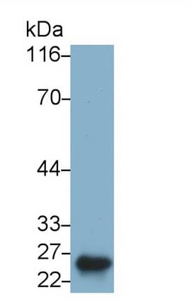 Western Blot: Placental Lactogen/CSH1 Antibody (C3) [NBP3-41584] - Sample: Human Placenta lysate Primary Ab: 0.05ug/ml NBP3-41584; Second Ab: 0.2ug/mL HRP-Linked Caprine Anti-Mouse IgG Polyclonal Antibody