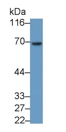 Western Blot: Heparanase/HPSE Antibody (C303) [NBP3-41593] - Sample: Jurkat cell lysate Primary Ab: 0.5ug/ml NBP3-41593; Second Ab: 0.2ug/mL HRP-Linked Caprine Anti-Mouse IgG Polyclonal Antibody