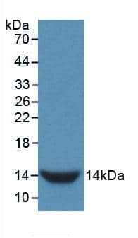 Western Blot: GnRH Antibody (5-1#) [NBP3-41594] - Sample: Recombinant GnRH, Rat.