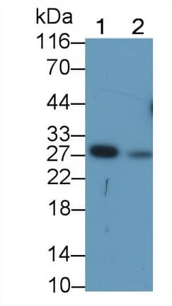 Western Blot: Granzyme K Antibody (C13) [NBP3-41597] - Sample: Lane1: Rat Spleen lysate; Lane2: Rat Lung lysate Primary Ab: 1ug/ml NBP3-41597; Second Ab: 0.2ug/mL HRP-Linked Caprine Anti-Mouse IgG Polyclonal Antibody