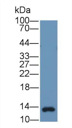 Western Blot Gastrin Antibody (C25)