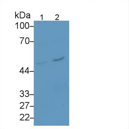 Western Blot: Serpin B3/SCCA1 Antibody (D6) [NBP3-41599] - Sample: Lane1: Human Hela cell lysate; Lane2: Human HepG2 cell lysate Primary Ab: 2ug/ml NBP3-41599; Second Ab: 0.2ug/ml HRP-Linked Caprine Anti-Mouse IgG Polyclonal Antibody