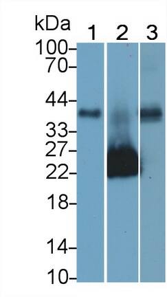 Western Blot: JAM-A Antibody (C1) [NBP3-41604] - Sample: Lane1: Human Placenta lysate; Lane2: Human Lymphocyte lysate; Lane3: U937 cell lysate Primary Ab: 2ug/ml NBP3-41604; Second Ab: 0.2ug/mL HRP-Linked Caprine Anti-Mouse IgG Polyclonal Antibody