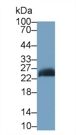 Western Blot: JAM-A Antibody (C8) [NBP3-41605] - Sample: Human Lymphocyte lysate Primary Ab: 2ug/ml NBP3-41605; Second Ab: 0.2ug/mL HRP-Linked Caprine Anti-Mouse IgG Polyclonal Antibody