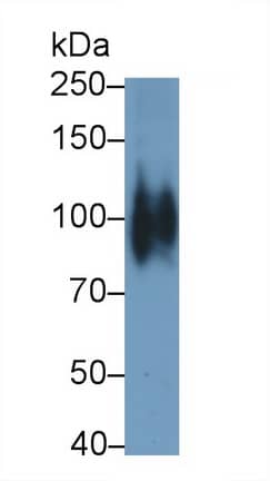 Western Blot: Cadherin-11 Antibody (E9) [NBP3-41624] - Sample: Porcine Ovary lysate Primary Ab: 0.08ug/ml NBP3-41624; Second Ab: 0.2ug/mL HRP-Linked Caprine Anti-Mouse IgG Polyclonal Antibody