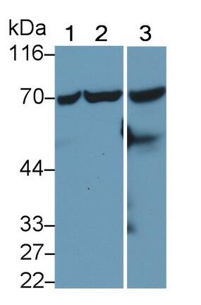 Western Blot: HspA1L Antibody (C1) [NBP3-41625] - Sample: Lane1: Hela cell lysate; Lane2: HepG2 cell lysate; Lane3: Rat Testis lysate Primary Ab: 0.5ug/ml NBP3-41625; Second Ab: 0.2ug/mL HRP-Linked Caprine Anti-Mouse IgG Polyclonal Antibody