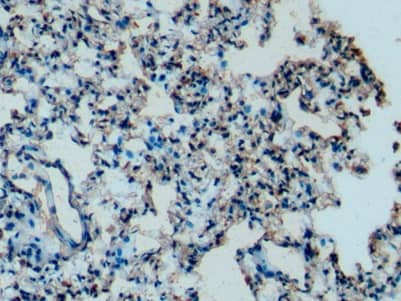 Immunohistochemistry-Paraffin: Apolipoprotein C1 Antibody (C3) [NBP3-41631] - DAB staining on IHC-P; Samples: Mouse Lung Tissue; Primary Ab: 10ug/ml NBP3-41631; Second Ab: 2ug/mL HRP-Linked Caprine Anti-Mouse IgG Polyclonal Antibody